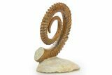 Early Devonian Ammonoid (Anetoceras) - Tazarine, Morocco #320850-3